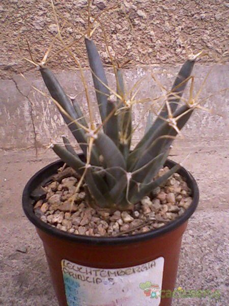 A photo of Leuchtenbergia principis