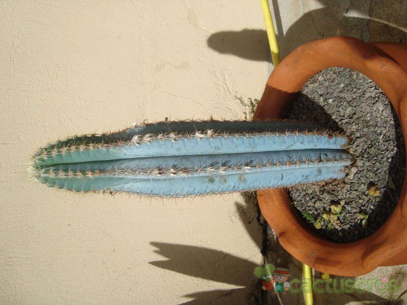 Una foto de Pilosocereus pachycladus