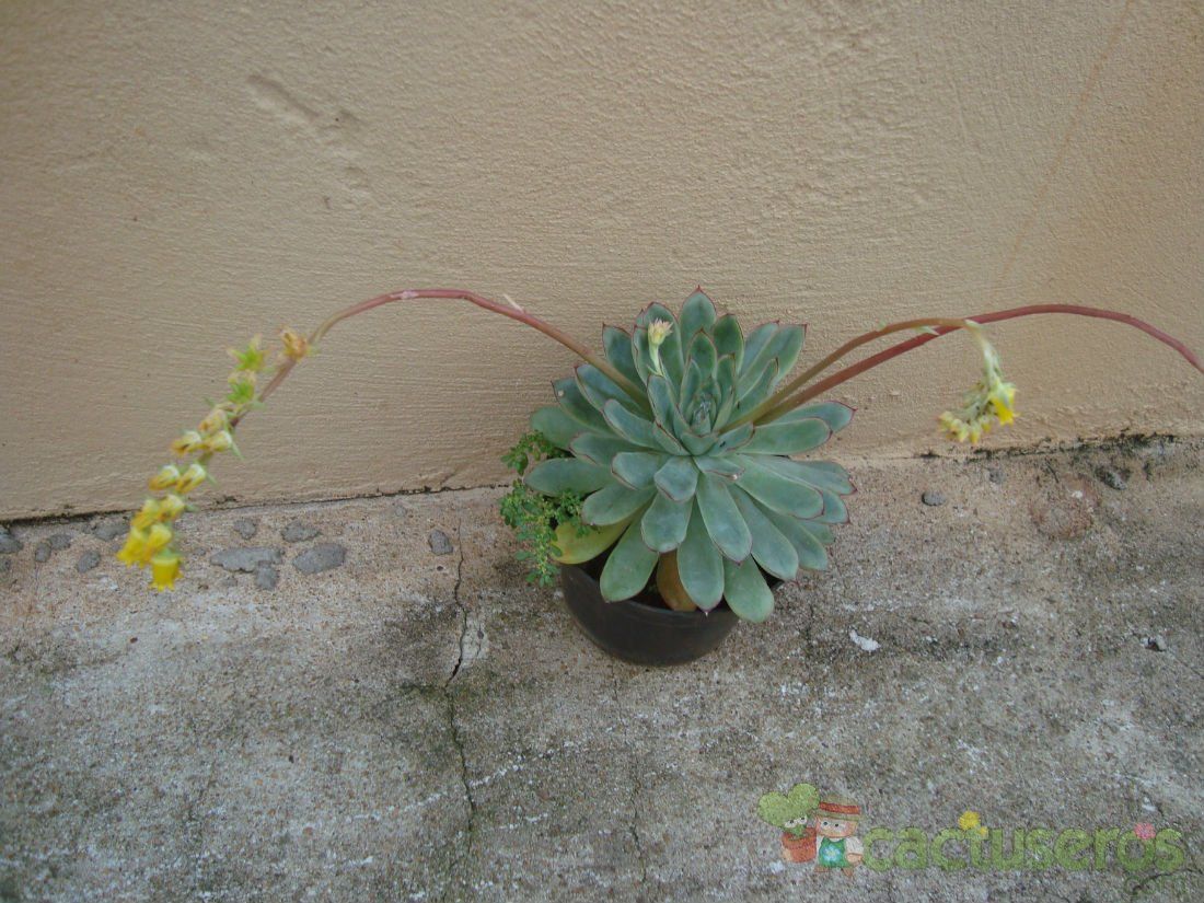 A photo of Echeveria pulidonis