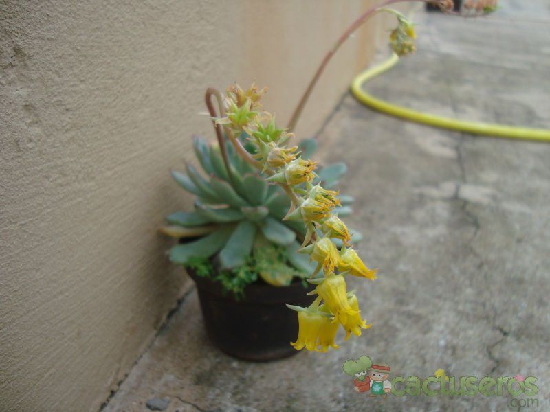 A photo of Echeveria pulidonis