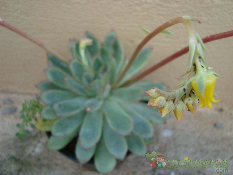 A photo of Echeveria pulidonis