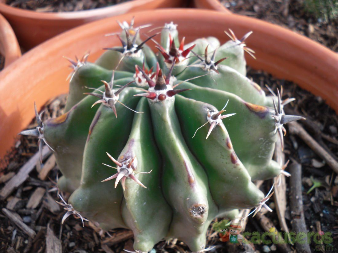 Una foto de Ferocactus peninsulae fma. brevispina