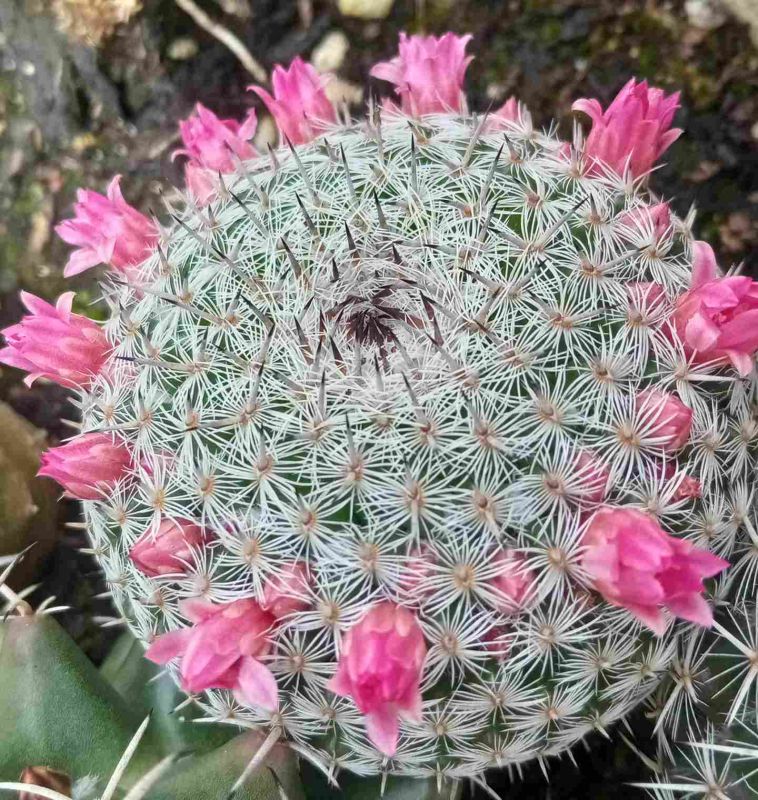 Foto de un cactus que se está identificando actualmente