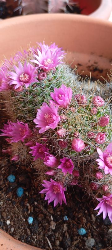 Una foto de Mammillaria haageana ssp haageana