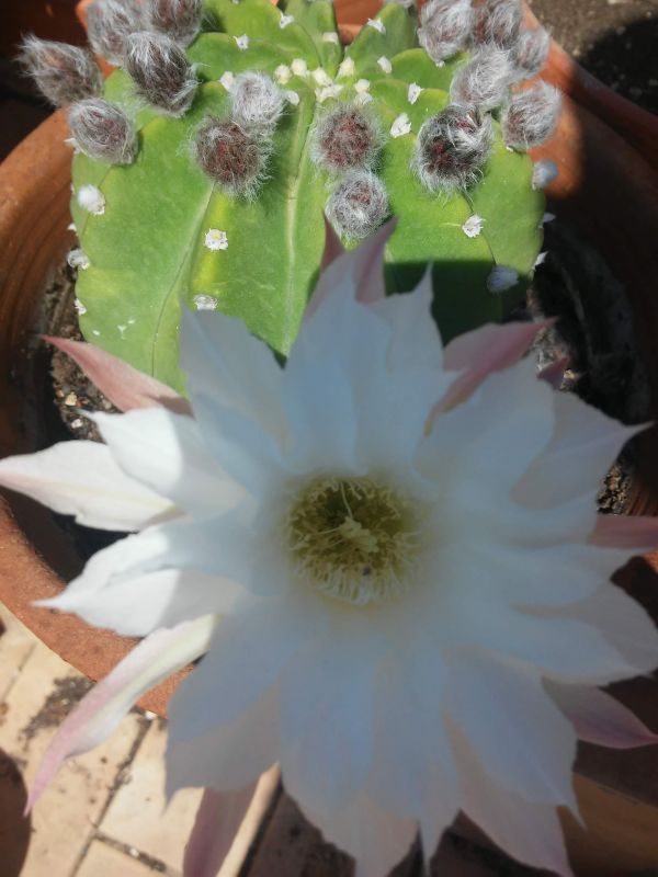 Una foto de Mammillaria haageana ssp haageana