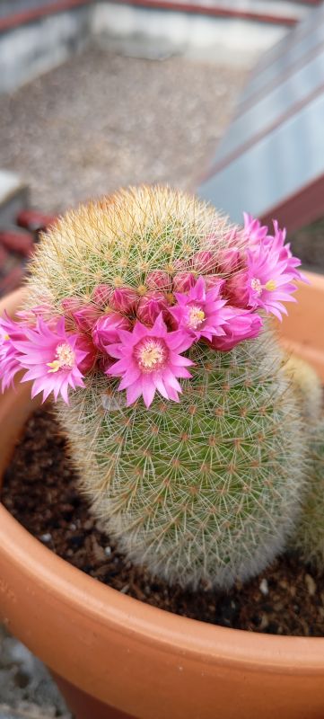 Una foto de Mammillaria haageana ssp haageana