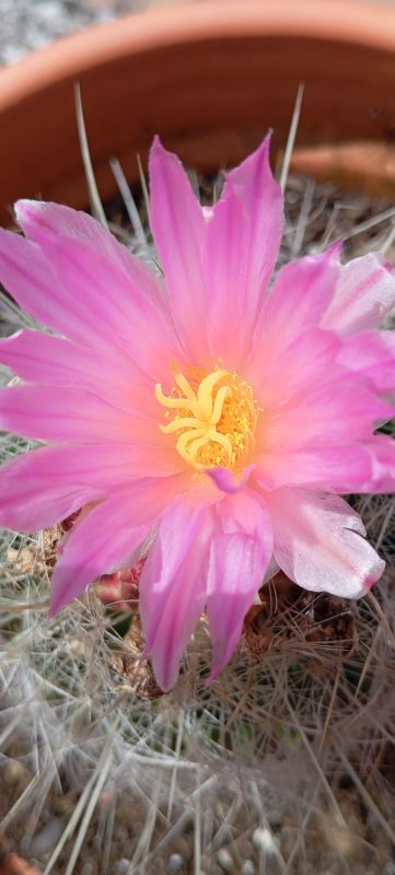 Una foto de Mammillaria haageana ssp haageana