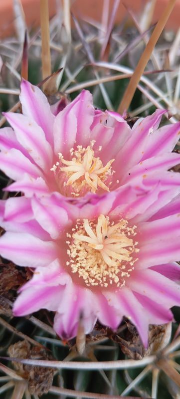 Una foto de Mammillaria haageana ssp haageana