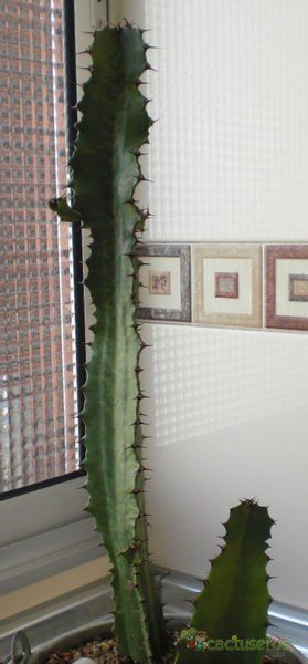 Una foto de Euphorbia trigona