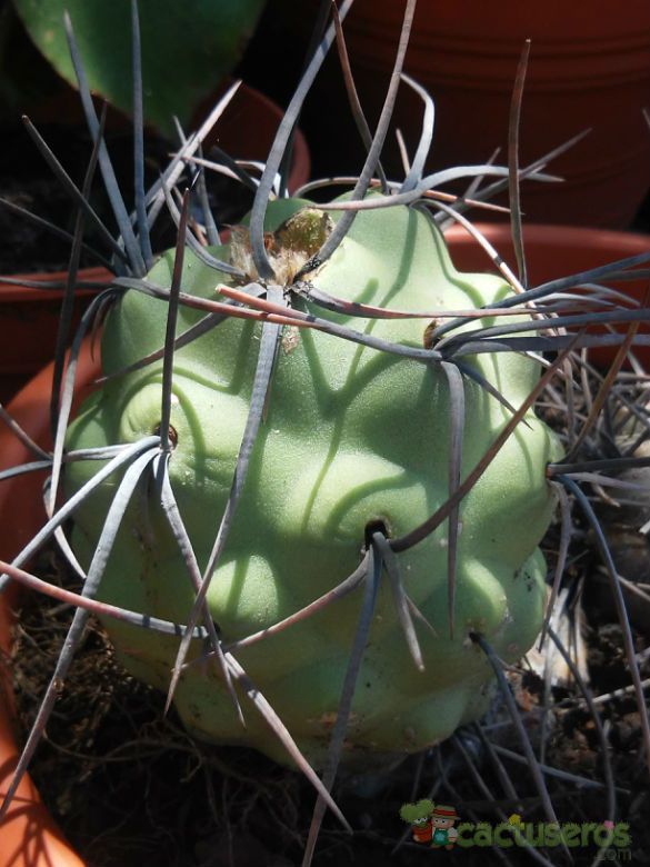 Una foto de Tephrocactus aoracanthus