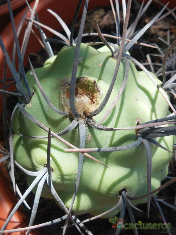 Una foto de Tephrocactus aoracanthus
