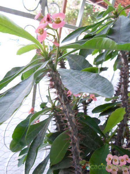 A photo of Euphorbia milii var. splendens