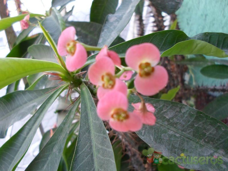 A photo of Euphorbia milii var. splendens