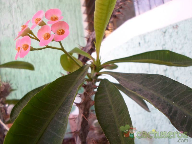 A photo of Euphorbia milii var. splendens