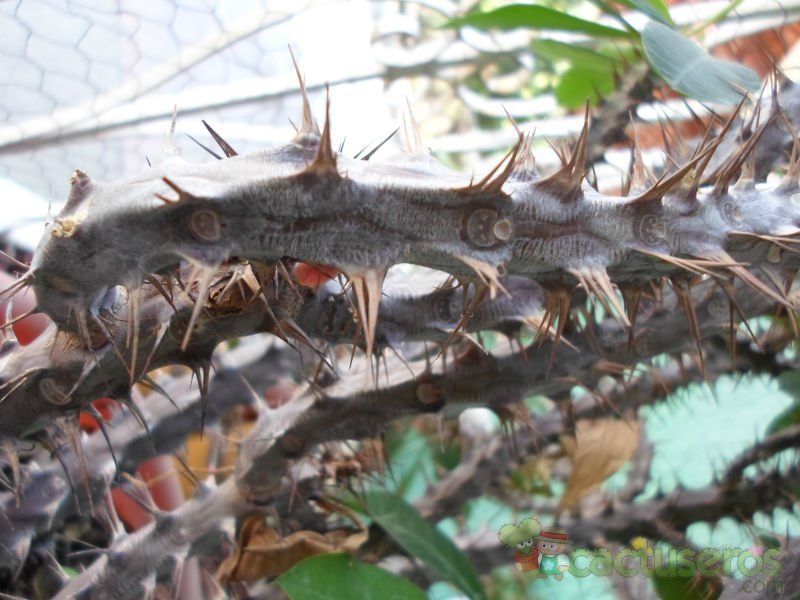 A photo of Euphorbia milii var. splendens