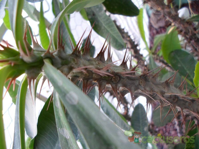 A photo of Euphorbia milii var. splendens