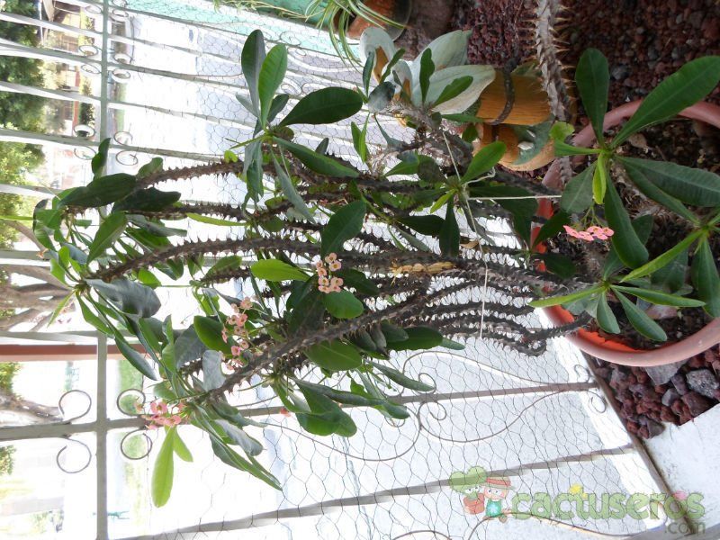 A photo of Euphorbia milii var. splendens