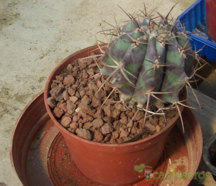 Una foto de Echinocactus platyacanthus