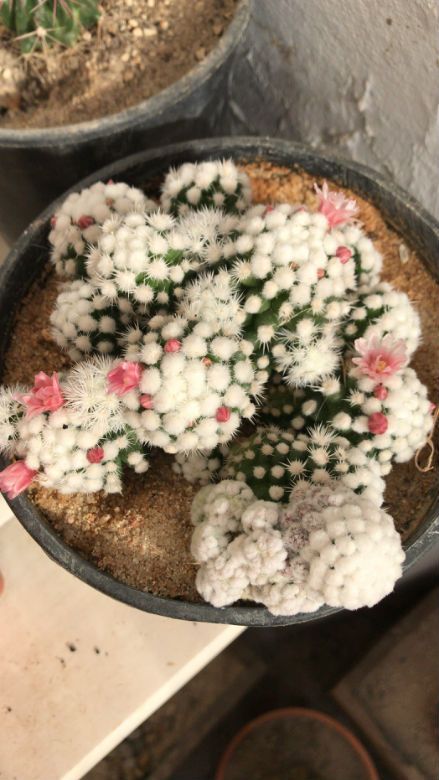 A photo of Mammillaria gracilis cv. oruga blanca