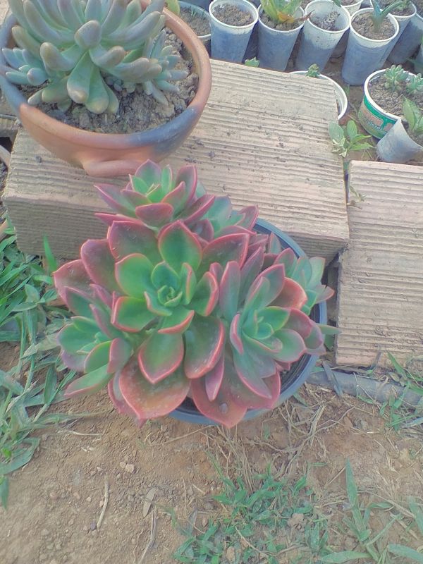 Foto de un cactus que se está identificando actualmente