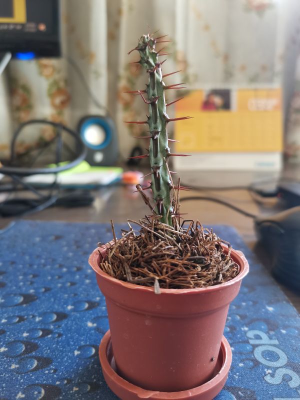 A photo of Euphorbia aeruginosa