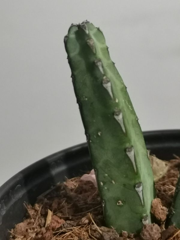 Una foto de Euphorbia heterochroma