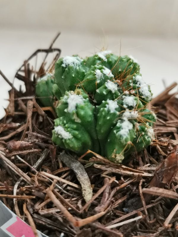 Una foto de Cereus peruvianus fma. monstruosa