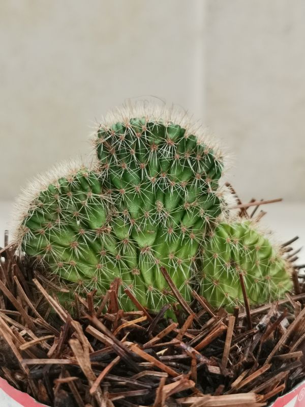 Photo of a cactus currently being identified