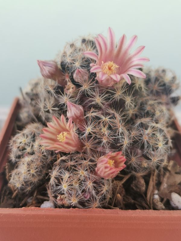 Una foto de Mammillaria schiedeana ssp. giselae