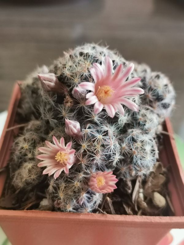 Una foto de Mammillaria schiedeana ssp. giselae