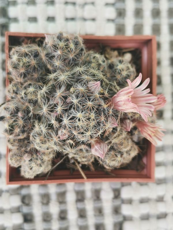 Una foto de Mammillaria schiedeana ssp. giselae