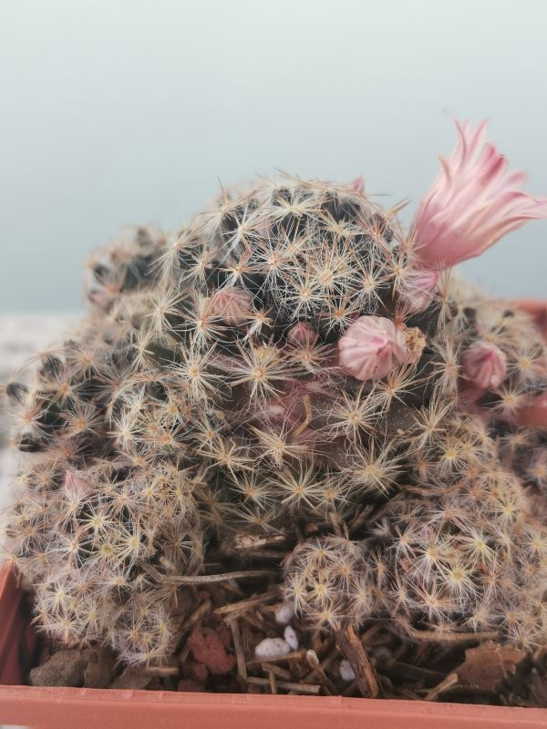 Una foto de Mammillaria schiedeana ssp. giselae