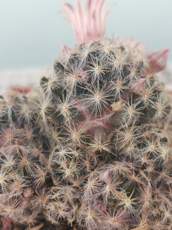 Una foto de Mammillaria schiedeana ssp. giselae