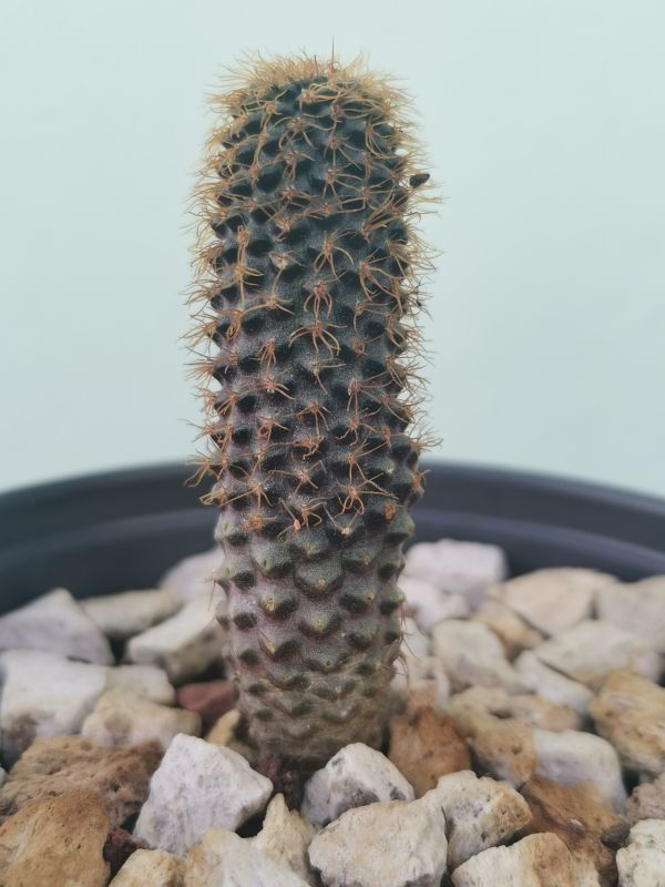 A photo of Frailea mammifera