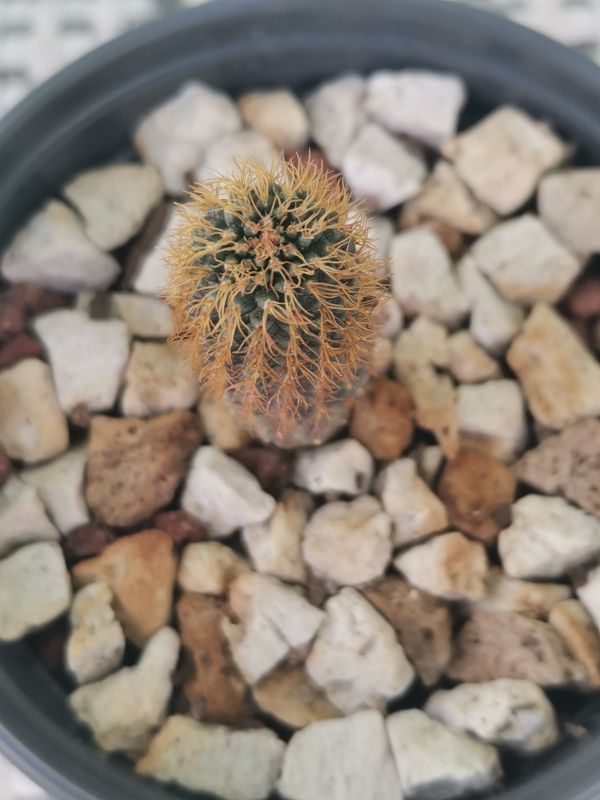 A photo of Frailea mammifera
