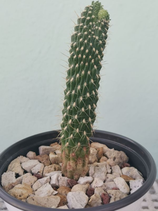 A photo of Cylindropuntia fulgida fma. monstruosa