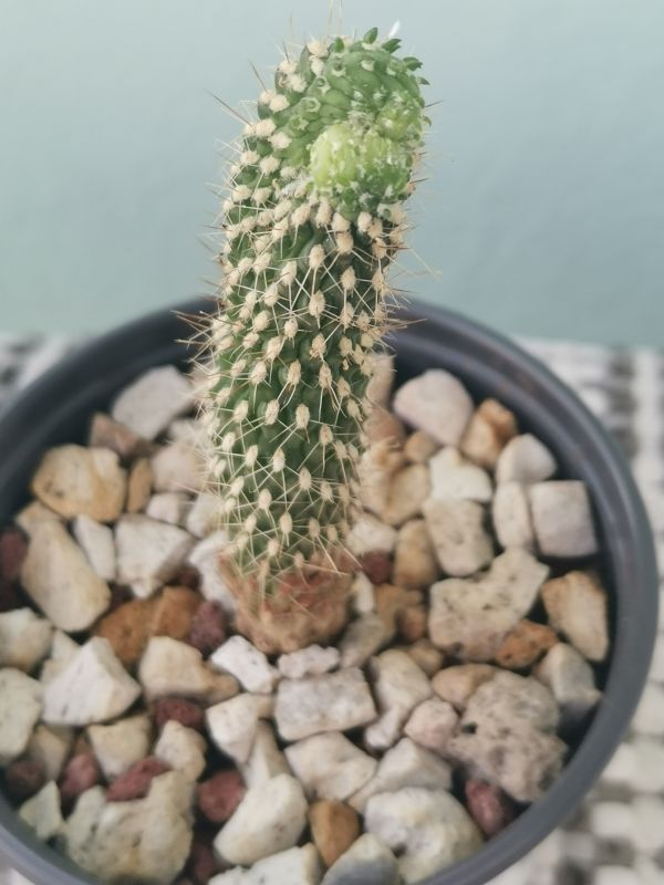 A photo of Cylindropuntia fulgida fma. monstruosa