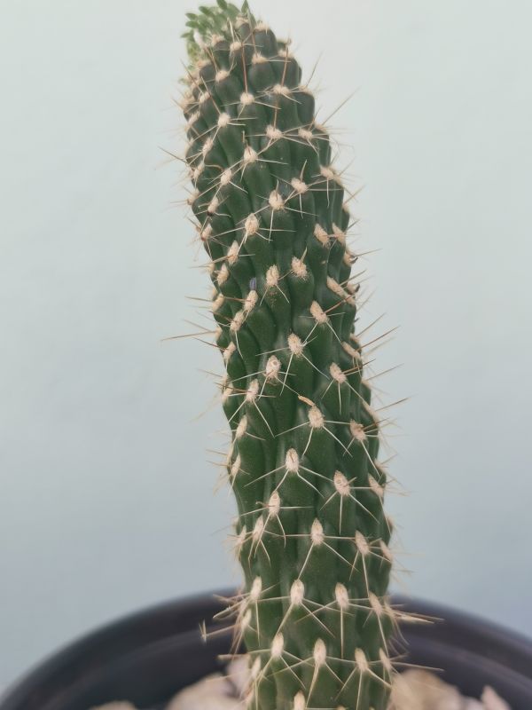 A photo of Cylindropuntia fulgida fma. monstruosa