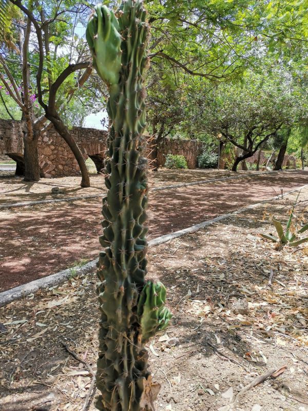 Una foto de Cereus hildmannianus f. monstruosa