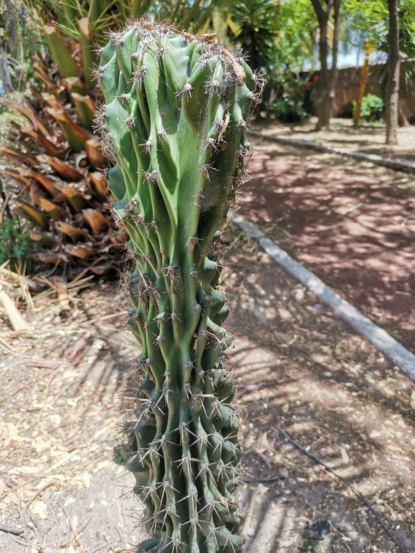 Una foto de Cereus hildmannianus f. monstruosa