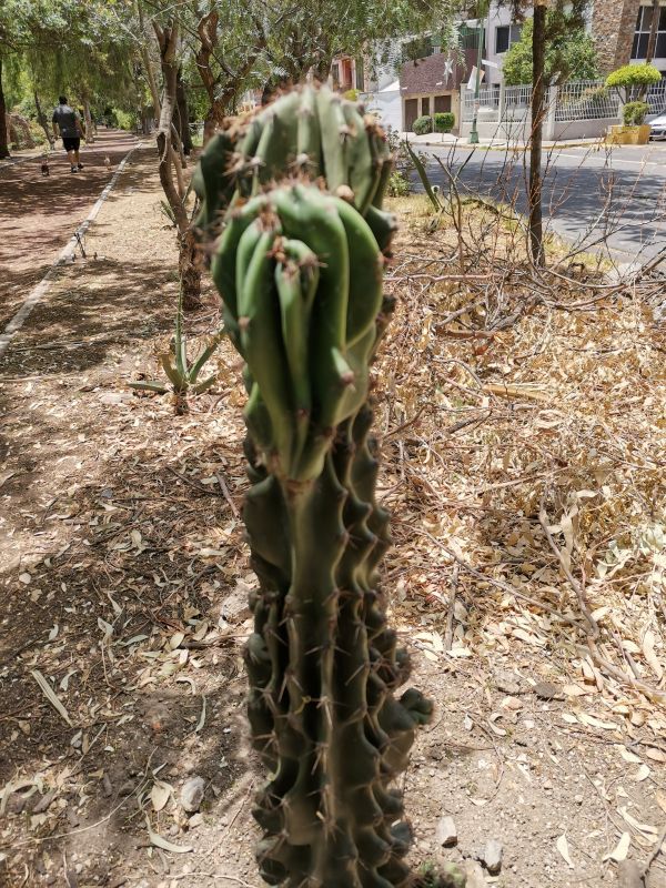Una foto de Cereus hildmannianus f. monstruosa