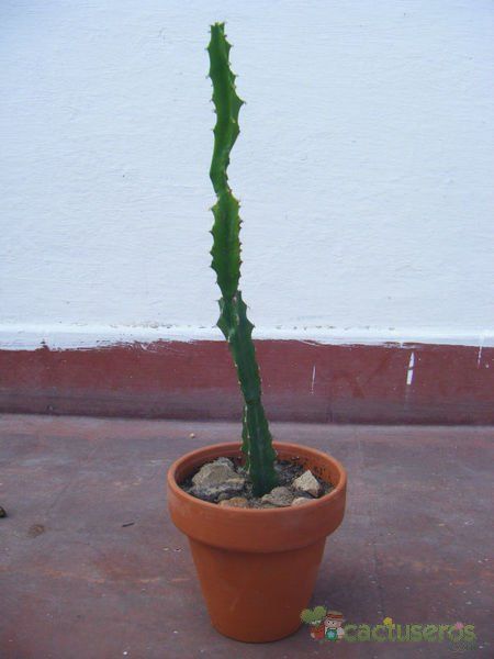 A photo of Euphorbia grandidens