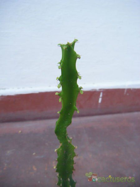 A photo of Euphorbia grandidens