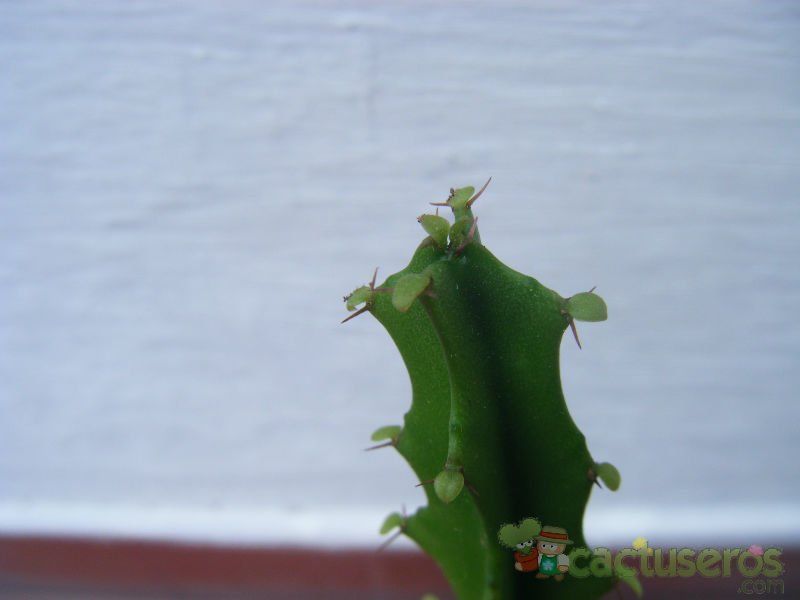 A photo of Euphorbia grandidens