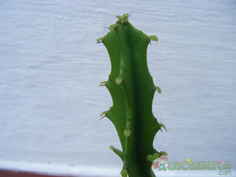 A photo of Euphorbia grandidens