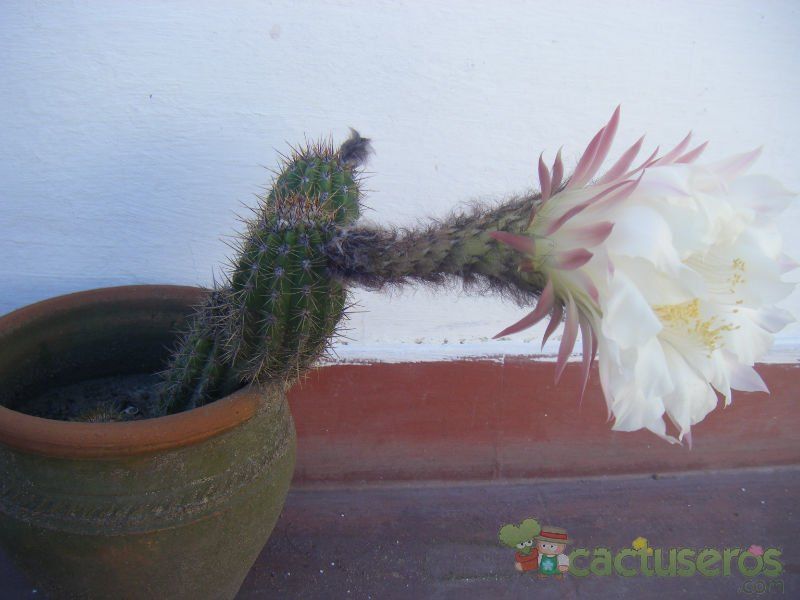Una foto de Echinopsis lamprochlora