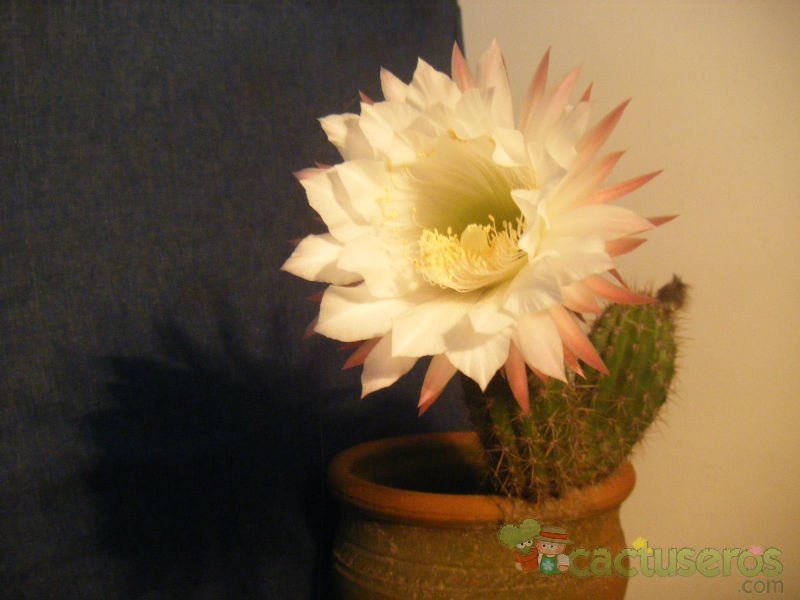 Una foto de Echinopsis lamprochlora