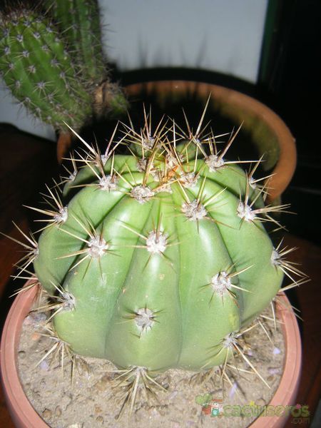 Una foto de Echinopsis candicans