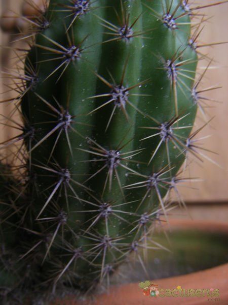 Una foto de Echinopsis lamprochlora