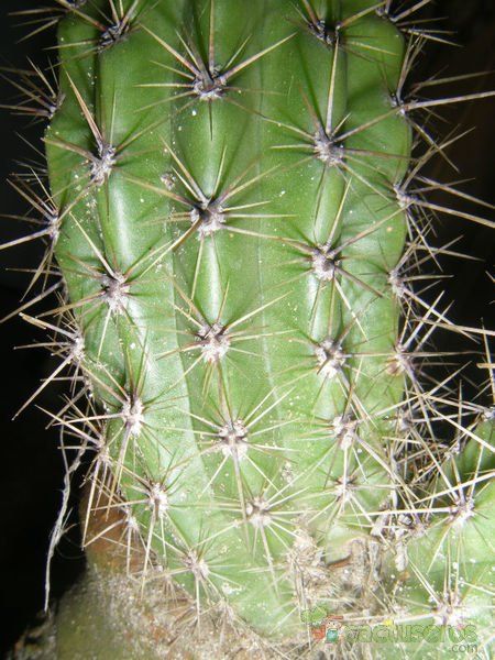 Una foto de Echinopsis lamprochlora
